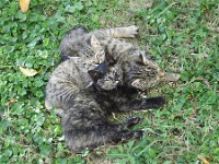 Kittens 2010